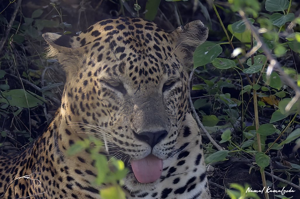He actually slept like this for about 20 minutes. Sri Lankan Leopard in Kumana National Park #srilanka #kumana #leopardsofkumana #leopard #bigcat #srilankanleopard #natgeo #natgeowild #canonwildlife #BBCwildlifePOTD #yourshotphotographer #bbcwildlifemagazine #planetearth
