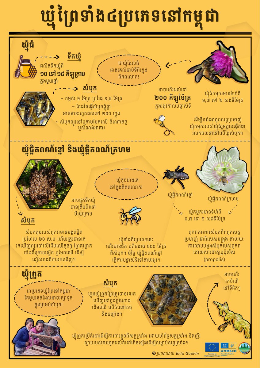 Through the UNESCO x Guerlain Women for Bees programme and the Tonle Sap Biosphere Reserve Project funded by the European Union, UNESCO is working to raise awareness about the importance of bees as pollinators in Cambodia. 🐝🌳🌍