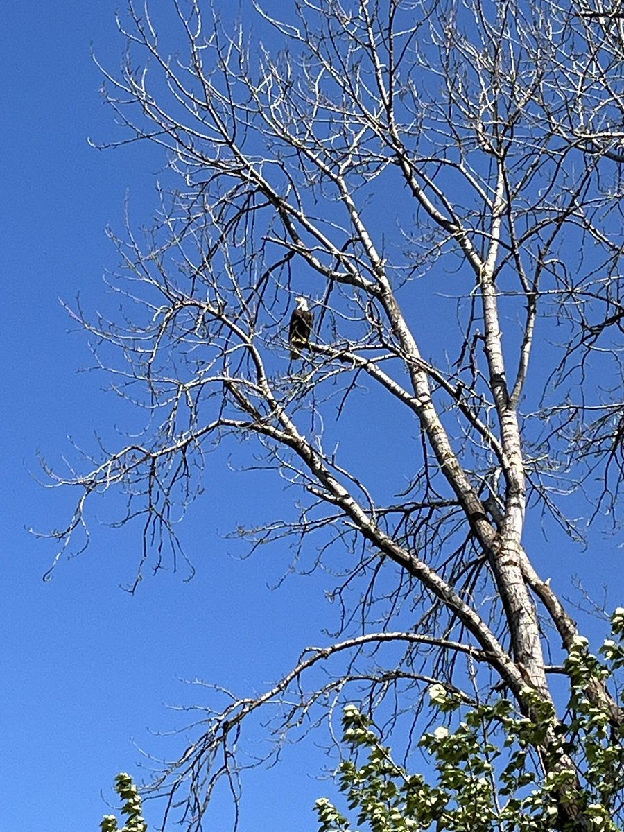 The Eagles were out today 🦅
