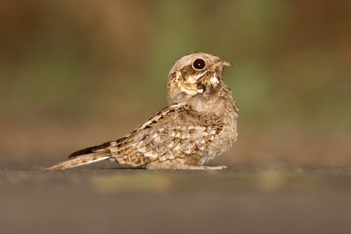 The Indian Nightjar: Master of Camouflage in South Asia's Open Lands! 

@pargaien @UKNikon #indiaves @Natures_Voice #ThePhotoHour #BBCWildlifePOTD @AnimalPlanet @DiscoverKorea_ @WildlifeMag @NikonUSA #natgeoindia #BirdsOfTwitter @DiscoverMag #BirdsSeenIn2024 #birding @BNHSIndia