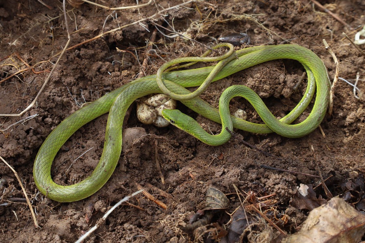 An interesting observation from late winter. This stretch of river floodplain is particularly prone to produce Rough Green Snakes during periods of mild weather. This one was coincidentally (or not?) sharing a tire with a clutch of (Opheodrys-sized) eggs from last year.