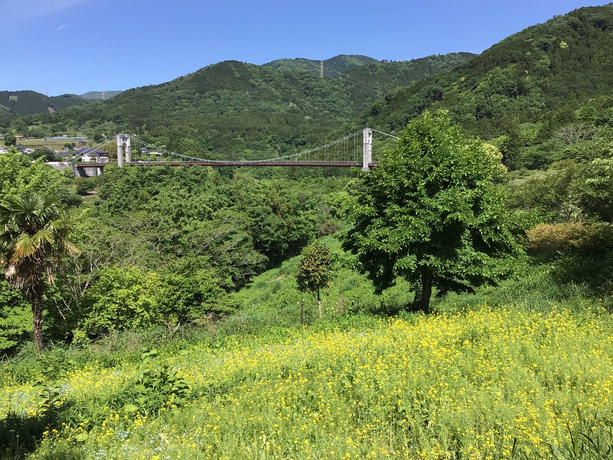 2024/5/15 11:00 晴れ☀️
今日は朝から天気も良く暖かくなってきまた。
カルミアが綺麗に咲き始めました。エゴノキも可愛らしい花をつけています。センダンは、蕾ですがチョウチョ🦋がたくさん蜜を吸いにきています。
①〜②#カルミア　③〜④#エゴノキ　⑤〜⑨#センダン　　　⑩#風の吊り橋