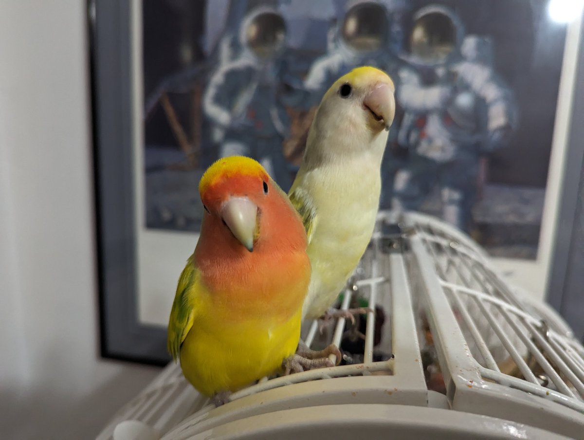 Emerald and Maxine wish all, Peace #TheDailyLovebird