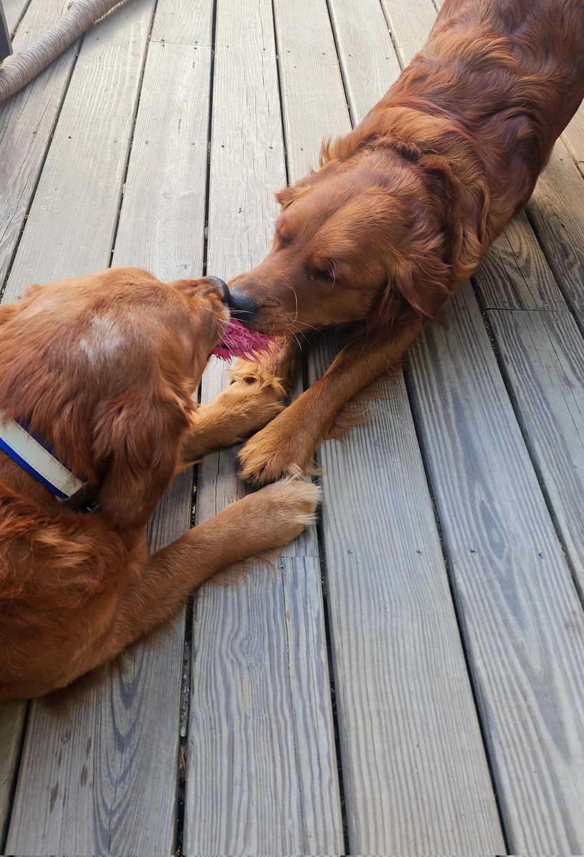 In the lower left-hand corner, we have Tater, the elder statesman and former world champ against the reigning tug-of-war champion of the world, Waffles!! Read that in your best @brucebuffer voice for full effect. #dogsoftwitter #goldenretriever