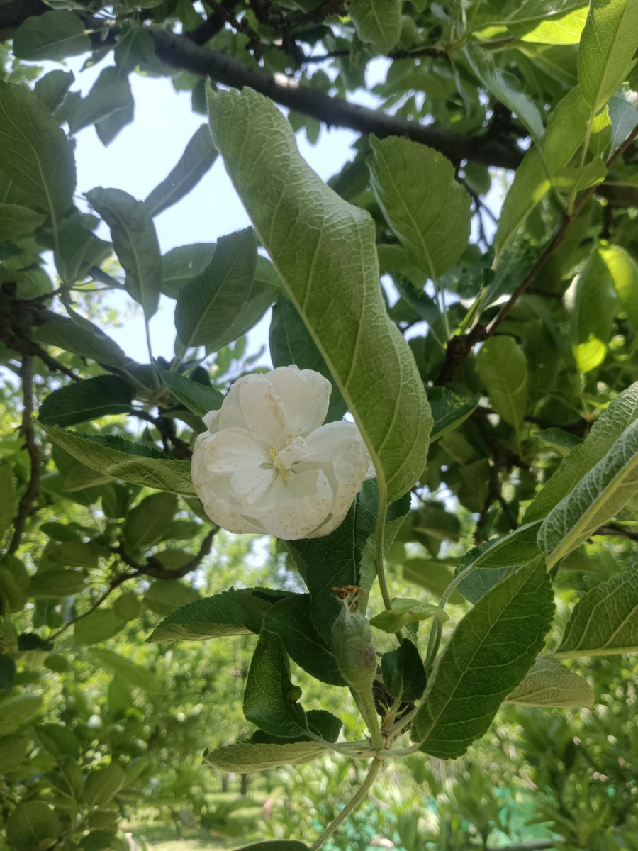 thozhar_buddhar's tweet photo. QP a photo of a flower blossom ..
#apple_flower #apple_tree #pahalgam #Kashmir https://t.co/70nBLAH4Zm