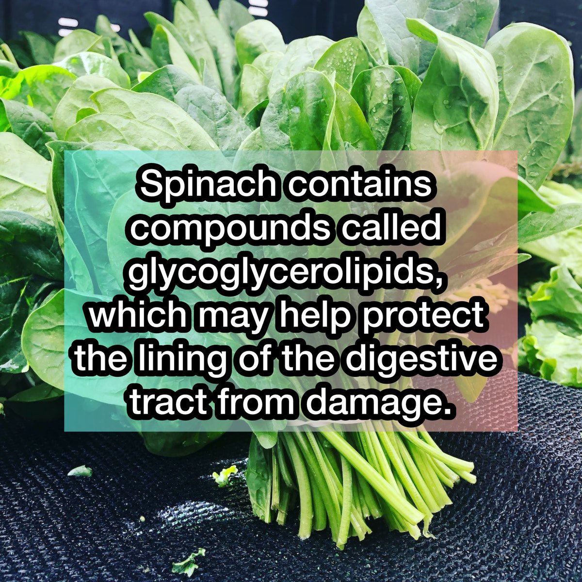 MakaiJones_'s tweet photo. Learn about: The Benefits of Spinach 💚 https://t.co/oSSvgWK0BV