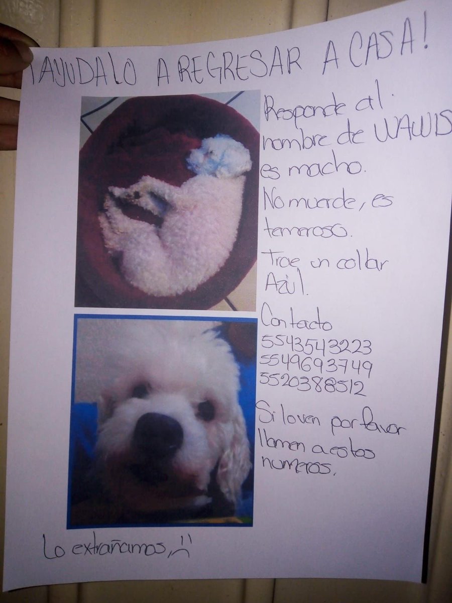 Soy yo otra vez 😥 otro #PerroPerdido, pero en #Tacuba, #CDMX #MiguelHidalgo Wawis, macho blanco, tipo french, trae collar azul @MascotasSismo 💔