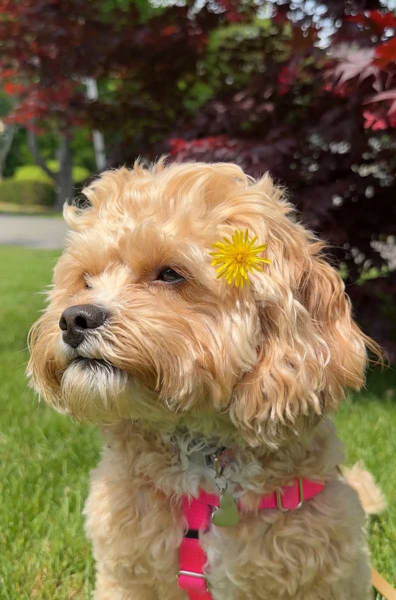 UGCcarmina's tweet image. That moment when you realize your pet is the real star of your content. 🐶✨ #PetContent #UGCCreator