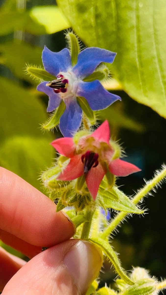 Borage is blooming.