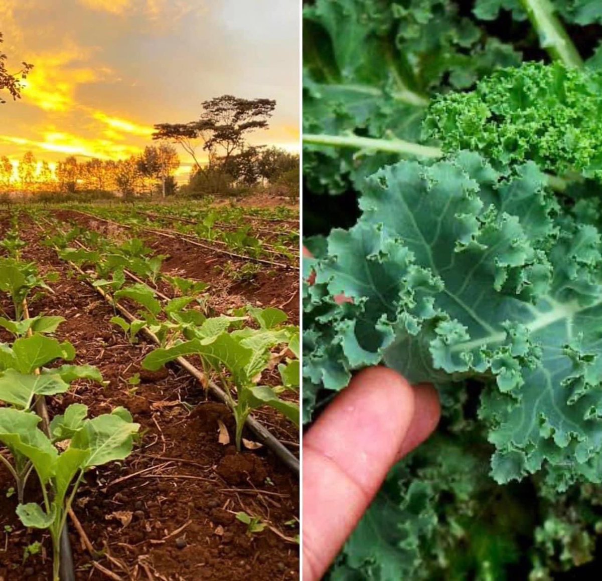 To most Kenyans, the first frame is Sukumawiki or Kales, but they’re actually called Collard 🥬 Kale is the one in the second frame, that’s commonly referred to as Sukumawiki Matumbo/ Malkia. However your greens identify as, plant them under drip irrigation from