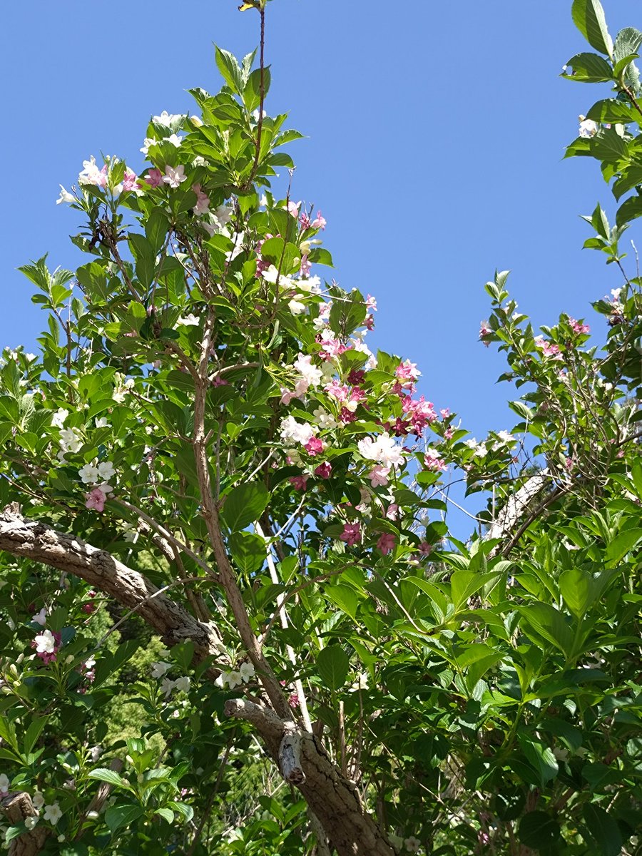 団体客箱根空木の紅を愛で 　　　　　　　　高澤良一(1940〜) 箱根空木(はこねうつぎ) (箱根に多く産したとの誤認による) スイカズラ科の落葉低木。各地の海岸に自生。樹高2〜5m。太い髄がある。 初夏、梢上や葉腋に多数の筒状花をつけ、花は初め白色、後に紅変。庭樹とする。(広辞苑)