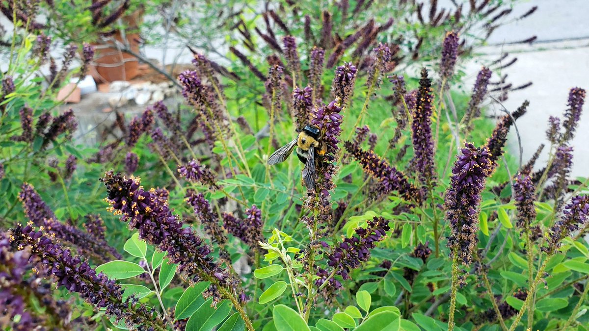 False Indigo Bush (Amorpha fruticosa) is bee-a-utiful. #nativeplants #naturallandscape #WhatYouPlantMatters #pollinatorgarden #GrowNative