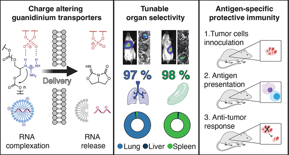 Just come out in <a href="/J_A_C_S/">J. Am. Chem. Soc.</a> ! mRNA release is the key bottleneck for its delivery, and we solved this problem with the design of immolative guanidinium transporters (GSer-CARTs). A perfect blend of chemistry and biology in collaboration with <a href="/HowardYChang/">Howard Chang</a> <a href="/SeanKuWang/">Sean Ku Wang</a> and others!