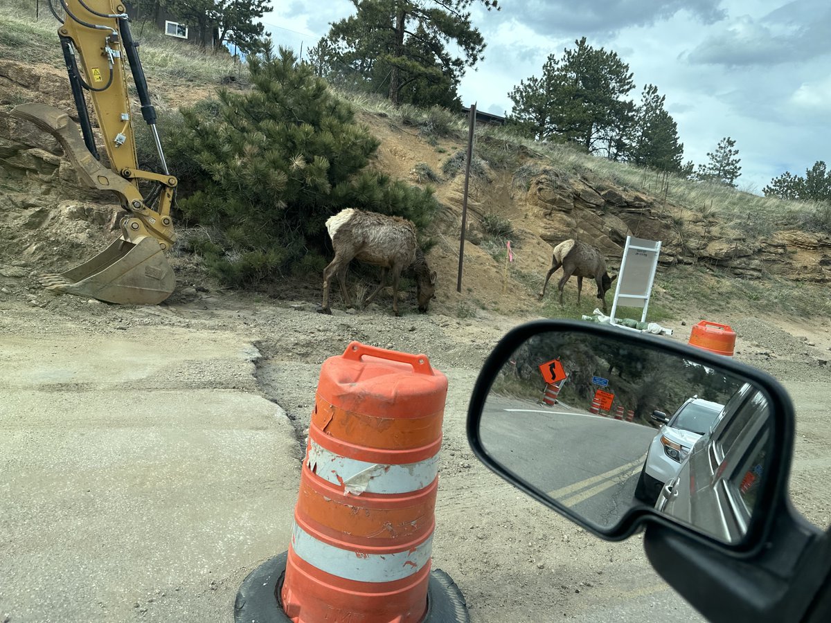 Driving home through Estes Park today, I encountered snarled traffic caused by Elk Construction.