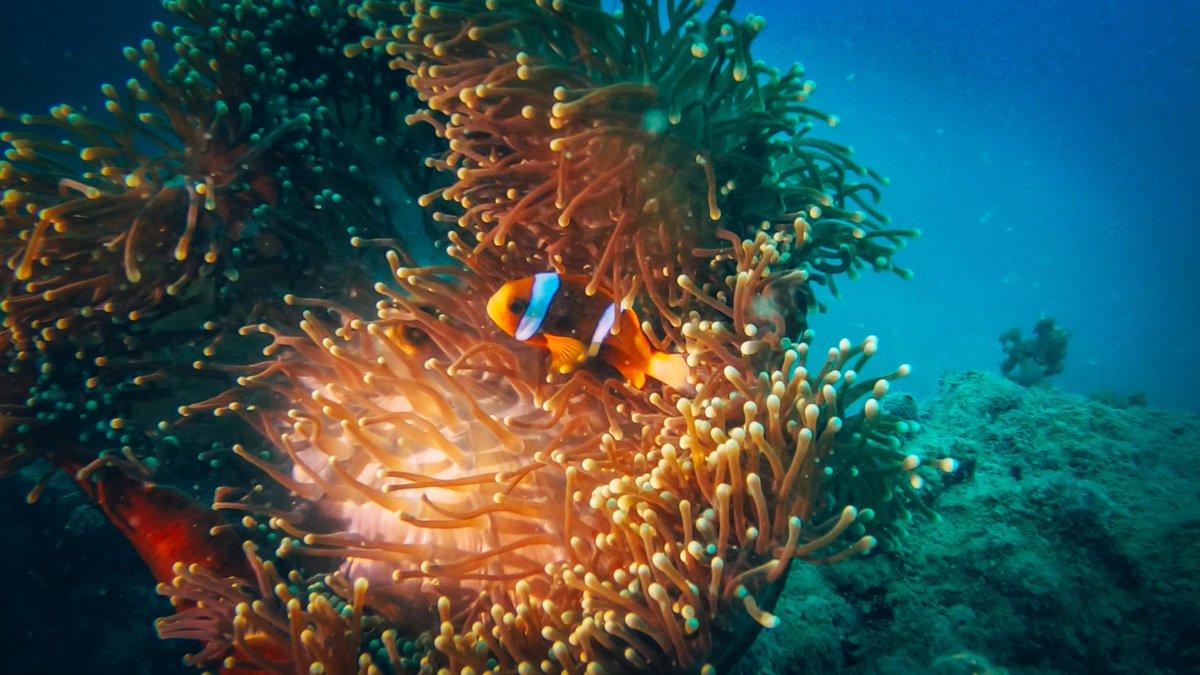 Some pics from our dives yesterday #greatbarrierreef