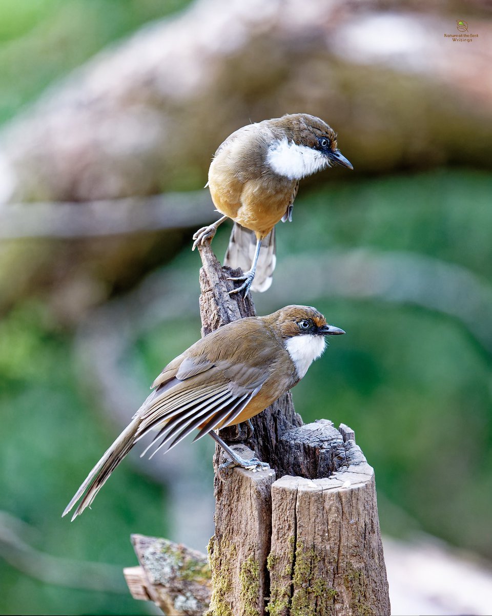 NatureattheBest's tweet image. White-throated Laughingthrush, India #birds_captures #planetbirds #ThePhotoHour #birdfreaks #your_best_birds #birds