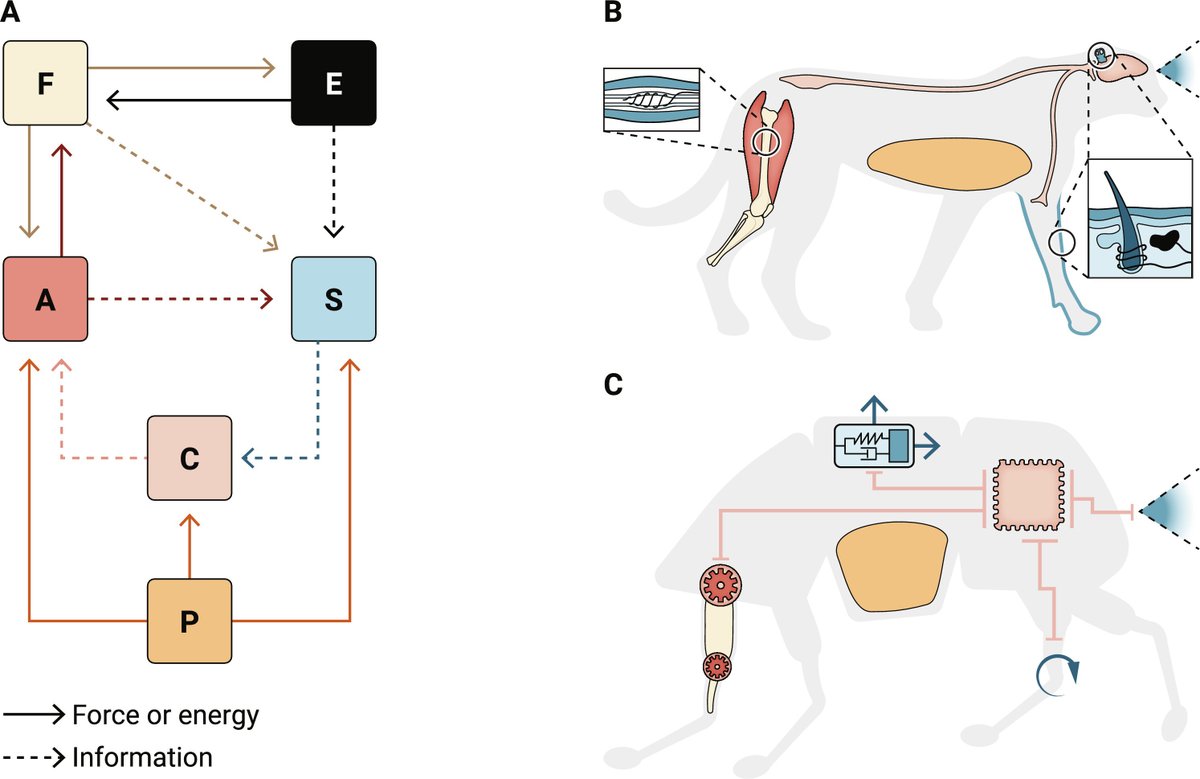 Why can animals outrun robots? The answer lies in integrated systems, according to a new @SciRobotics Review: scim.ag/6Xe