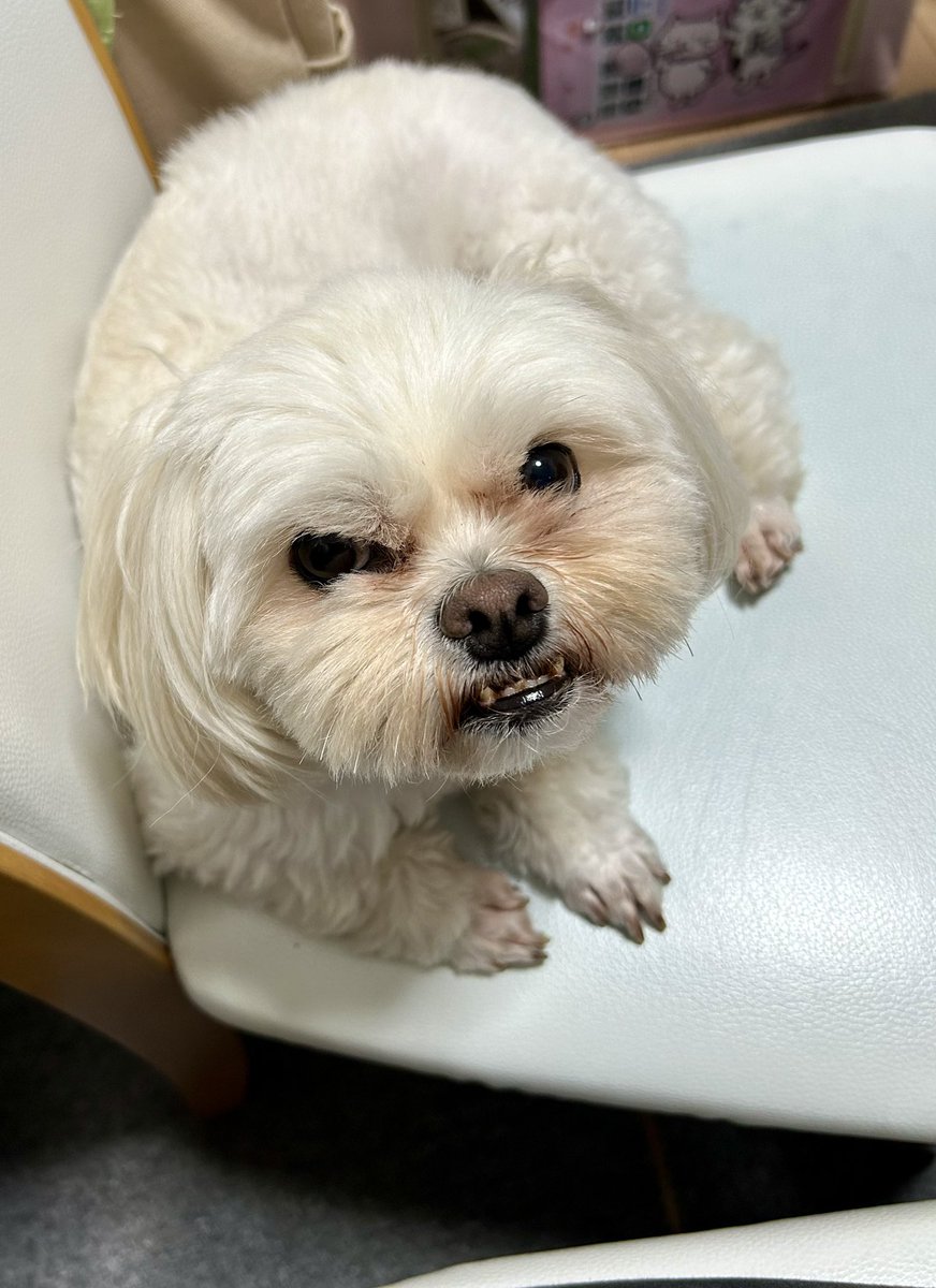 fuwago's tweet photo. ビフォーアフター！
綺麗にしてもらって来ました♡
 #愛犬  #ミックス犬 https://t.co/3E13tE6Imu