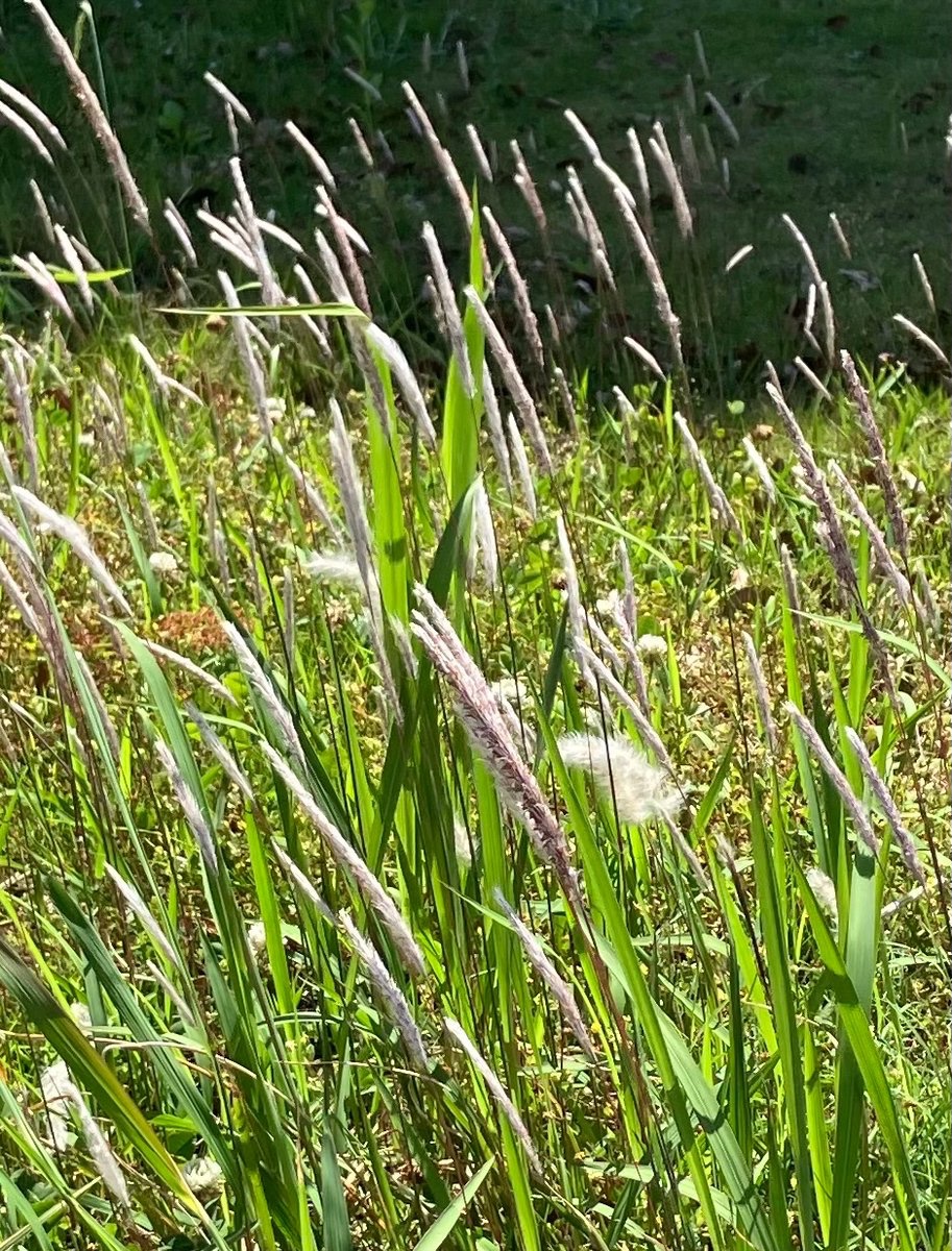 チガヤが風に揺れてちらちら光っていました。金子みすゞがつばなとよんだ花🥰