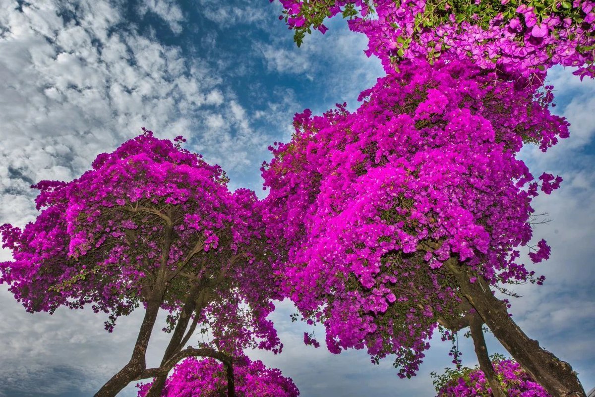 💕🏘️ Yiliang's streets are a masterpiece, painted with the bright and bold colors of bougainvillea. It's truly a photographer's paradise! #ColorfulYiliang #UrbanJungle