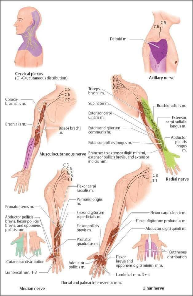 Finding the nerve(s) responsible for pain open many treatment options! 

Here I covered all those nerves: youtube.com/channel/UC6A5C…

Images source: Color Atlas of Neurology. Rohkamm R, ed. 2nd Edition. Stuttgart: Thieme; 2014.

#PainManagement #PainPhysician #ChronicPain #NeckPain