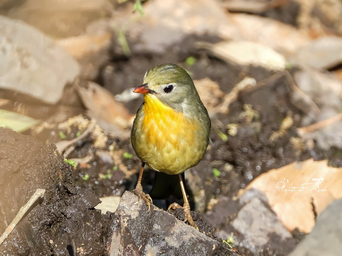 The red-billed leiothrix is beautiful smal bird. It's very active and an excellent singer. Always ready to take a bath🛀🏻 Pics-Red-billed leiothrix ♂️ &♀️ #BBCWildlifePOTD #natgeoindia #ThePhotoHour #BirdsOfTwitter #wildlife #photography #birdphotography #BirdsSeenIn2024 #Birds🐦