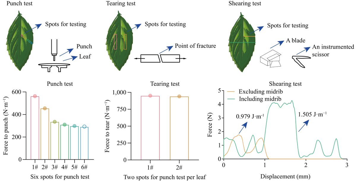 #ForestryRes Leaf physical strength traits play a crucial role in leaf-litter decomposition, yet often overlooked. This study highlights their significance and proposes their integration into predictive models. @ForestryRes #LeafDecomposition Details: maxapress.com/article/doi/10…