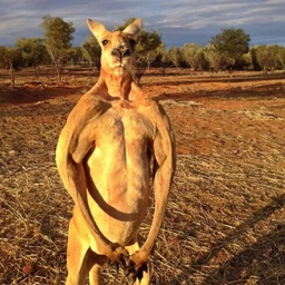 $ROGER is serious alpha, especially at these levels. 

Huge team backing. Good people too. 

Think this Kangaroo is severely undervalued rn. 

I will not be fading T1 memes. 💎
<a href="/RogerCoinOnSol/">Roger (🦘,🦘)</a>