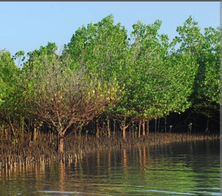 The mangrove forest in Kenya covers more than 60,000 hectares!
This  represents approximately 3% of natural forest cover, but more is needed, to help in marine life conversation and also keep extreme weather conditions at bay like clones. 
#oceanconservation