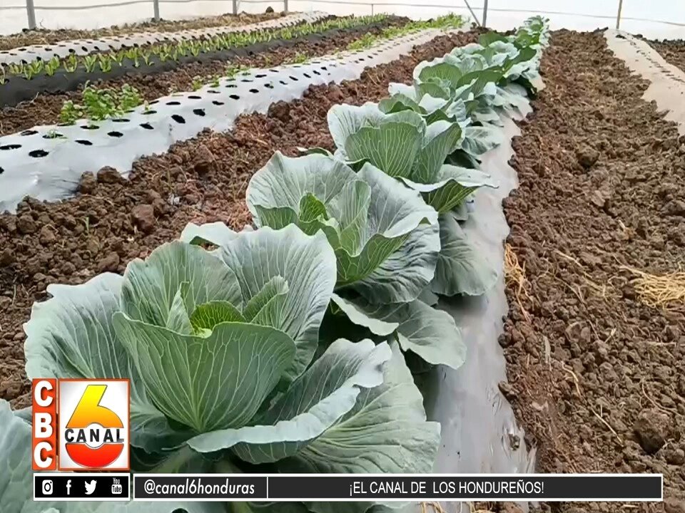 #NOTICIA | Honduras inaugura proyecto para la producción de hortalizas en el corredor seco Ver Más: canal6.com.hn/?p=442178