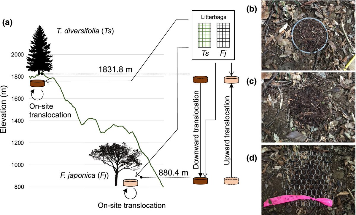 Soil microbial identity explains home-field advantage for litter decomposition 📖 ow.ly/ViVZ50REb0V by Shigyo et al. @nobuhiko_shigyo