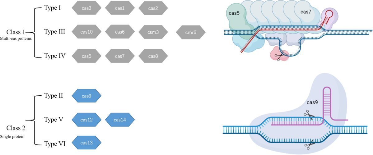 #TropicalPlants ✂️Genome editing: Exploring the advances, future directions, and challenges of #CRISPR/Cas technologies and their impactful applications in plants！ @PlantSciRes @PlantSciResNet Details: maxapress.com/article/doi/10…