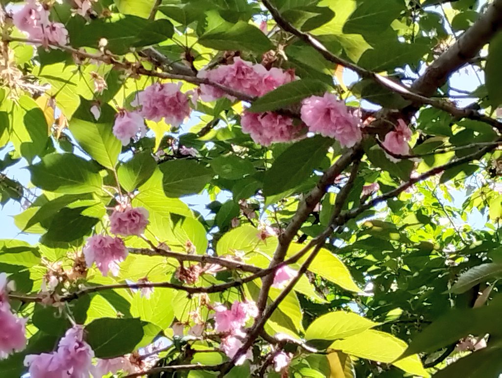 #青い森公園
葉桜がとても綺麗
足元には桜の絨毯