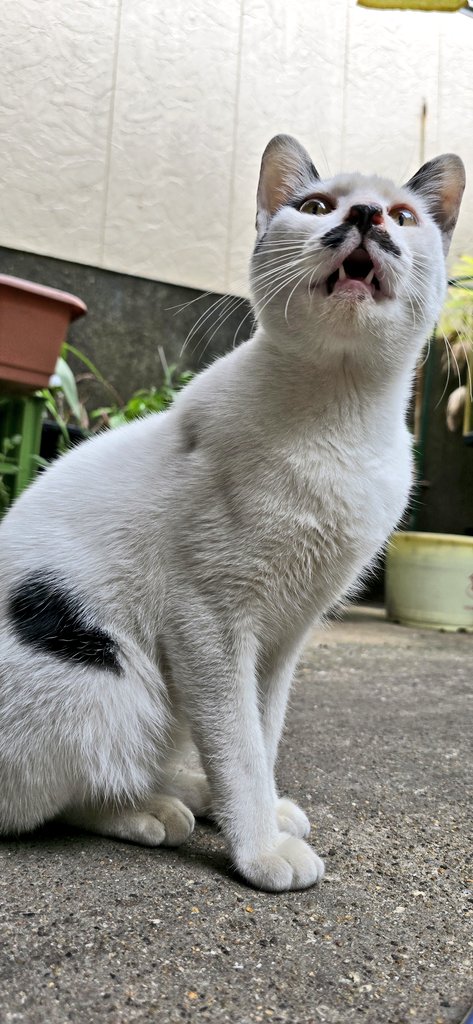 ogura_nanban's tweet photo. 《 急募 ฅ^•ω•^ฅ 》
最近ふらりと現れた猫ちゃんなのですが、気が付くと店内に入り込んでおり大変困っています‥
保健所＝殺処分というイメージがある為保健所には連絡しきれていません
どなたかお力を貸してください🙇🏻‍♀️💦
わかる限りですが猫ちゃんの情報は次でポストします🐈‍⬛ ͗
#拡散希望
#保護猫 https://t.co/ijofhCJ7Ba