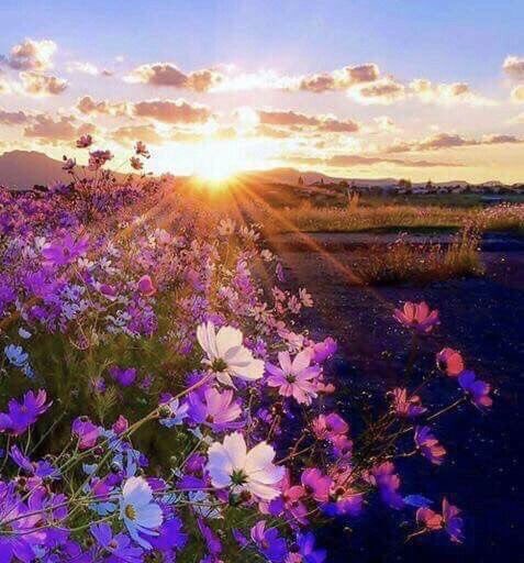 ❦Each new morning urges you to seek beauty in the now, and to release the past, except for the wisdom you have gleaned from it. ~Anne Scottlin  #quotesaboutlife #wisdom #author #LiveForJoy #book amzn.to/3rvsOTg