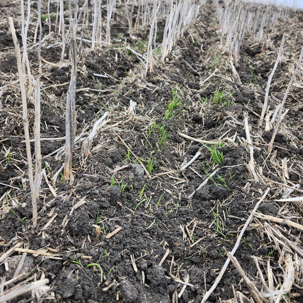 Where did those wild oats come from?! 😮 Insight Liquid SC can be applied pre-seed or pre-emergence. Reach out to your local @TeamSASKGOWAN to determine if a pre-seed or pre-emergence application is right for your field! #InsightFastestBurndown