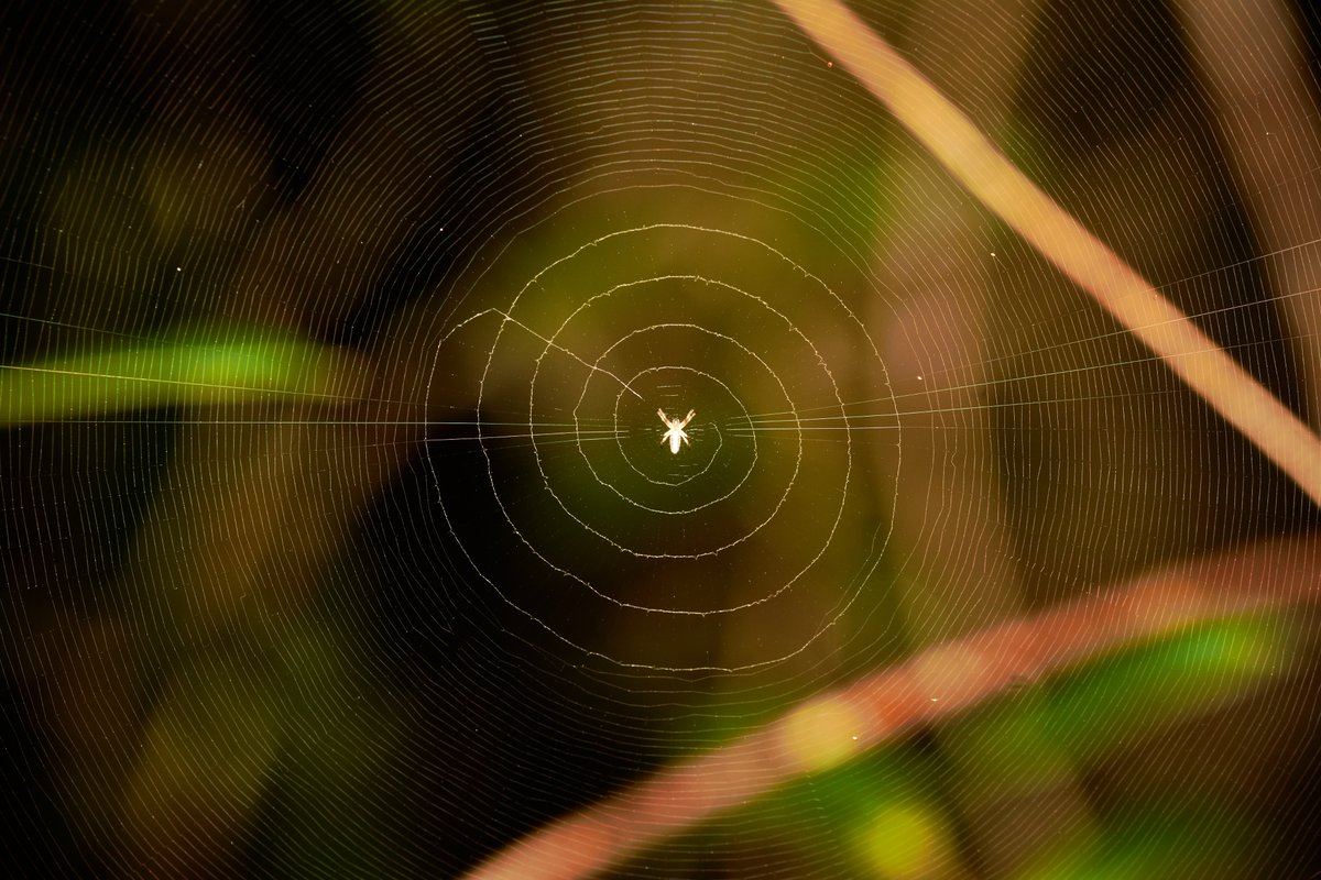 Being a spider is an art | Ankanin'ny Nofy | Madagascar
#earthpix #spiderlife #insectwatcher #spidersofafrica #spider #spiders #discovertheworld #macrophotography #bownaankamal #africanspider #africageowild #earthlovers #spidersarecool #madagascarwildlife #iwildlifeofficial