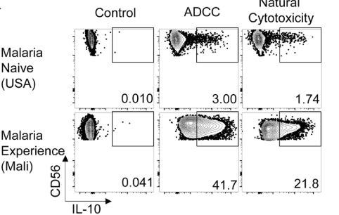 A monocyte/infected-RBC/antibody induced secretion of IL-10 by NK cells is protective against fever and symptoms in malaria and increased in malaria experienced individuals <a href="/HamiltonHartLab/">Hamilton Hart Lab</a> @JDoctobe <a href="/KSBurrack17/">Kristina S. Burrack, PhD</a>
doi.org/10.1101/2024.0…