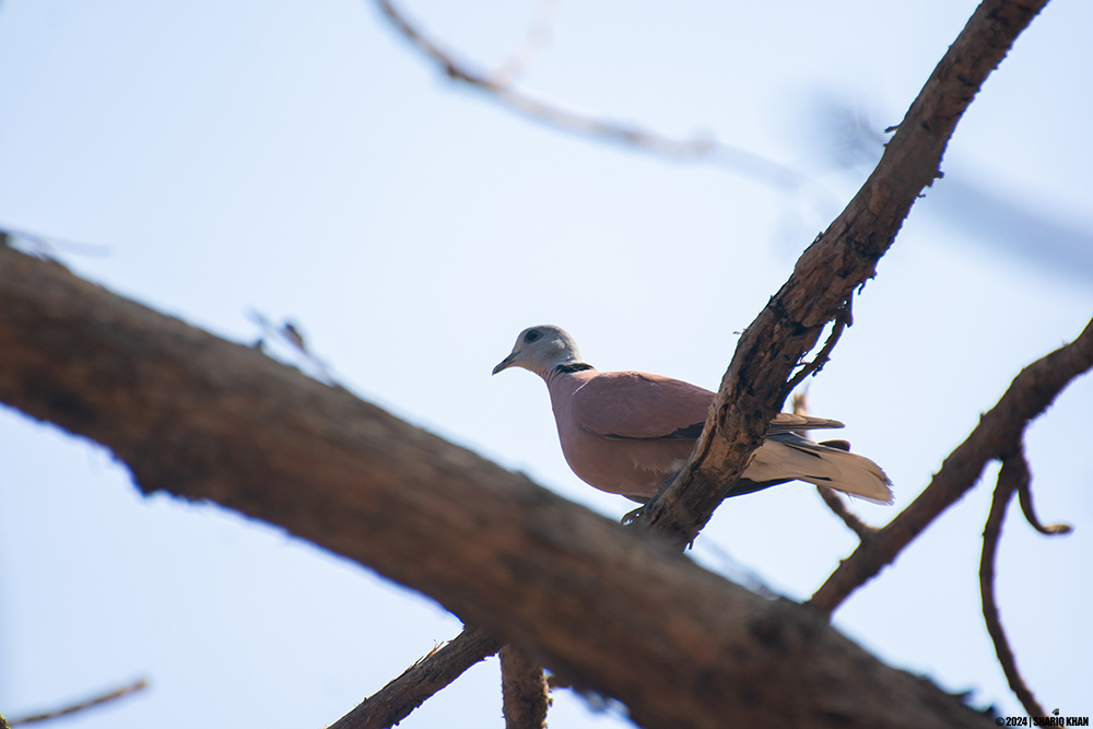 Red-collared Dove Indore, Madhya Pradesh #birds #indore #MadhyaPradesh #indianbirds #birdsofindia #doves #redcollareddove #birdseenin2024 #birdofindore #birdsofmp #birdsphotography #birdsphotographer #birdsphotographers_of_india #nature #nikonphotography #birdsup #birdsoftwitter