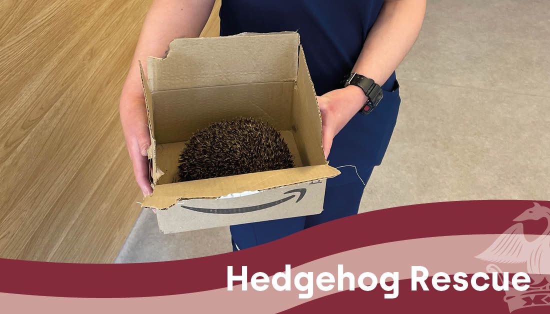 We rescued a hedgehog! 🦔 
The hedgehog was found at playtime tangled in our cricket nets. We immediately took it to the vets and after a full check, it was returned to our school field 🤗 
Well done to all the children who alerted the teachers.
#OldHallSchool #HedgehogRescue