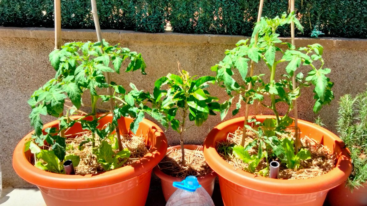 Testos Wicking bed funcionant perfectament 💪🌿✨ Tomaquera, enciams i alfàbrega s'aprofiten de la humitat que dóna la reserva d'aigua a la base. Esperem tenir una molt bona collita! #horturbàaljardí