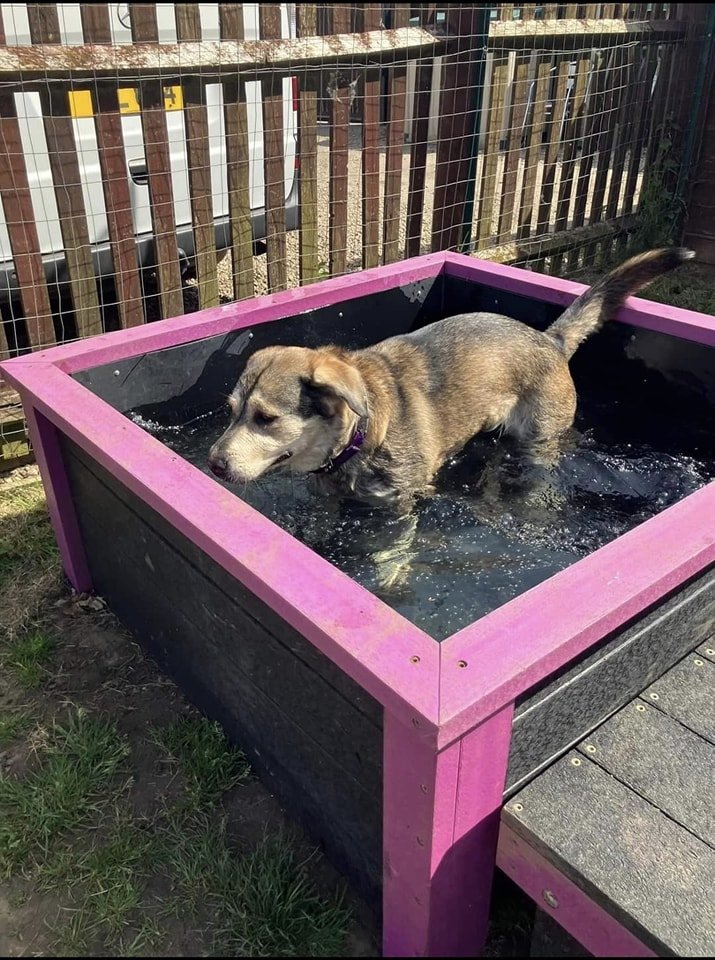 PDRescue's tweet photo. #WednesdayThrowback (it's a thing...)
Reminiscing about #Summer2024 (that day last week) 🌞 https://t.co/8Wc847UF5M