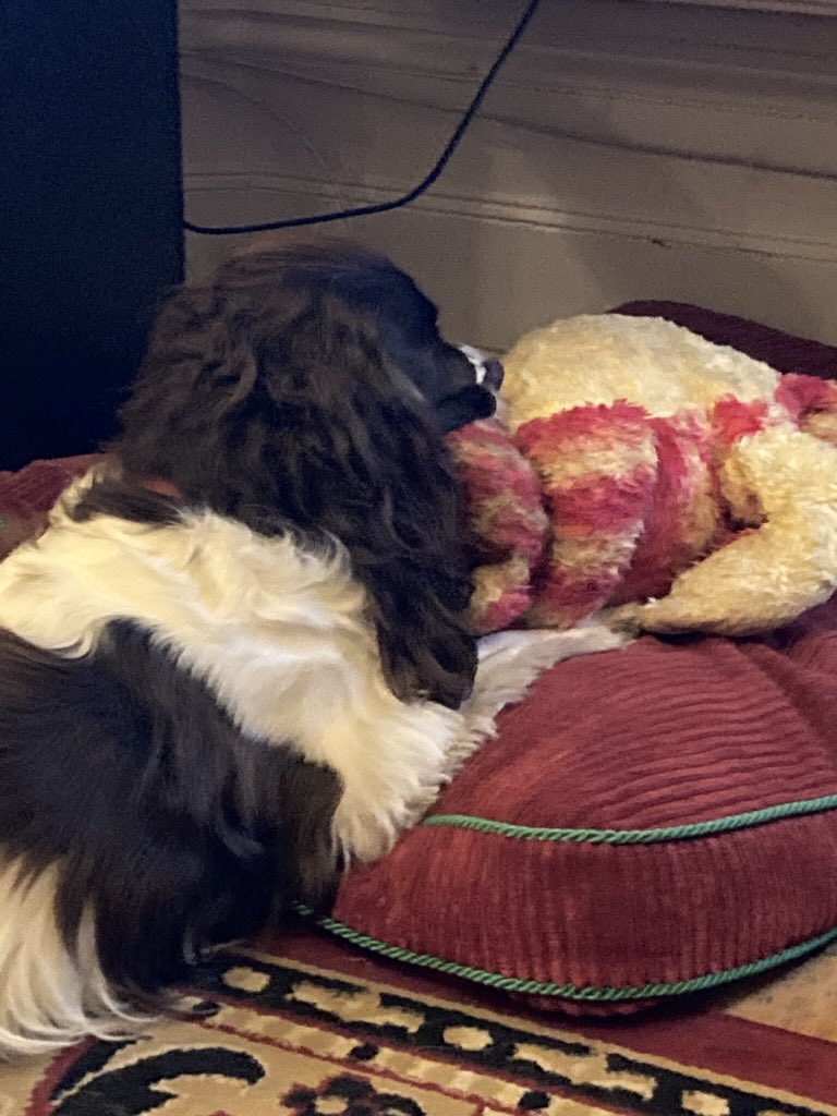 I’m very busy playing Smush Face with Bagpuss this morning  #dogsoftwitter #DogsOnTwitter #spaniels #SpanielHour 😃🐶❤️