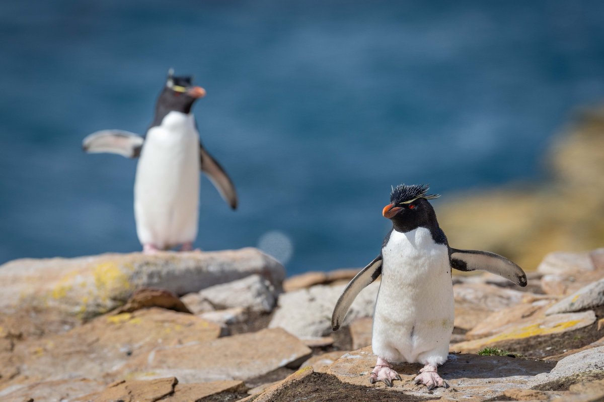 海からの帰還 イワトビペンギンが海から帰ってきた。 イワトビペンギンの巣は切り立った崖にあるため、海から帰ってきたペンギンたちは険しい崖を必死にのぼって巣に戻る。 鋭い爪と、諦めない気持ちで、一歩一歩登っていく。 (フォークランド諸島にて撮影) #ペンギン #イワトビペンギン