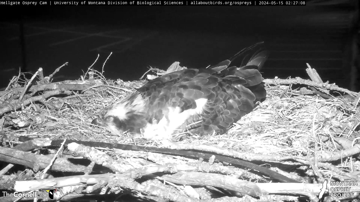02:27, 5/15 Iris does a little egg check, then it's snooze time #HellgateOsprey