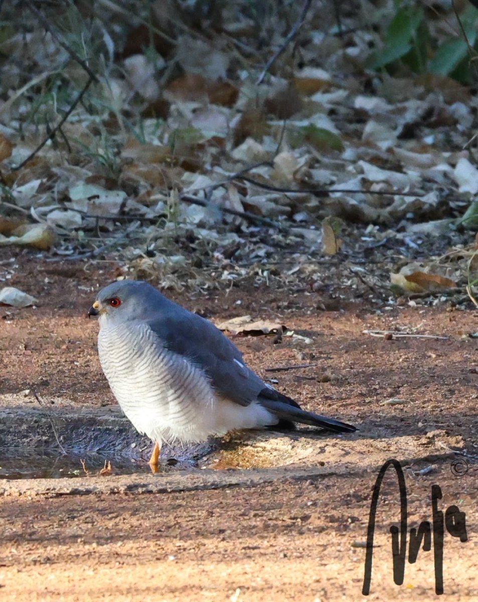 #Little #Sparrowhawk 
#photography #nature #outdoors #garden #BirdOfPrey #birdwatching #BirdsSeenIn2024 #birdbath #Francistown #Botswana #Africa