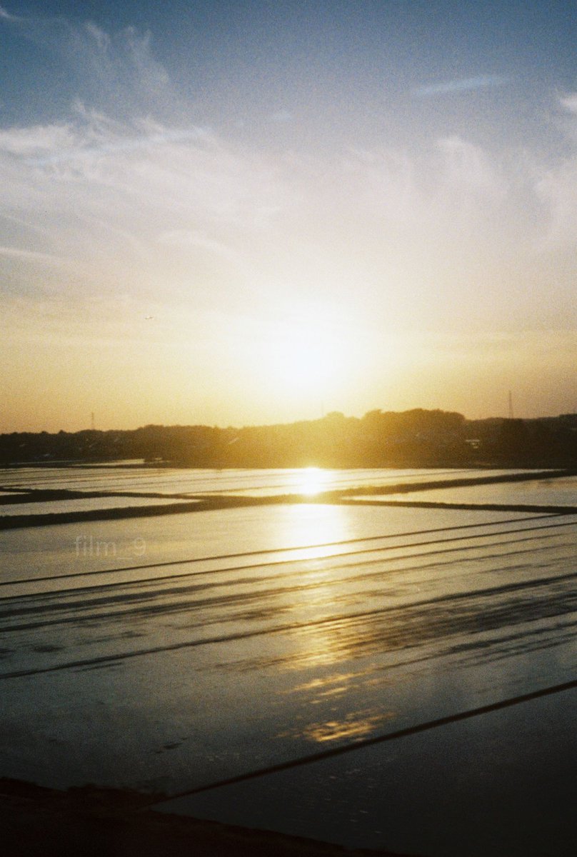 この時期ならではの。 今年は風の強い日ばかりで水鏡にはならないですが… カメラ OLYMPUS PEN S #フィルム コダック ウルトラマックス400 #film #フィルムカメラ #フィルム写真 現像は＠tetsuya4281 さん