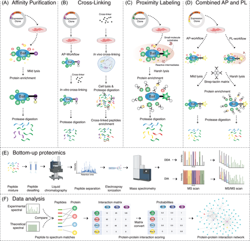 Mapping protein–protein interactions by mass spectrometry …iencejournals.onlinelibrary.wiley.com/doi/10.1002/ma…

---
#proteomics #prot-paper