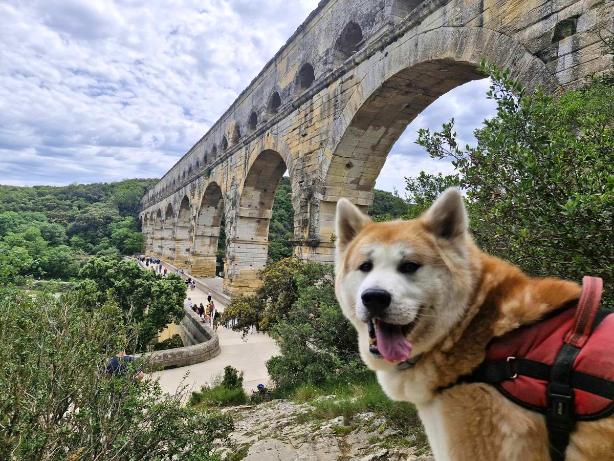 Quand ton chien partage ton enthousiasme à chaque balade a l'aqueduc romain du @pontdugard... 😎#dogfriendly