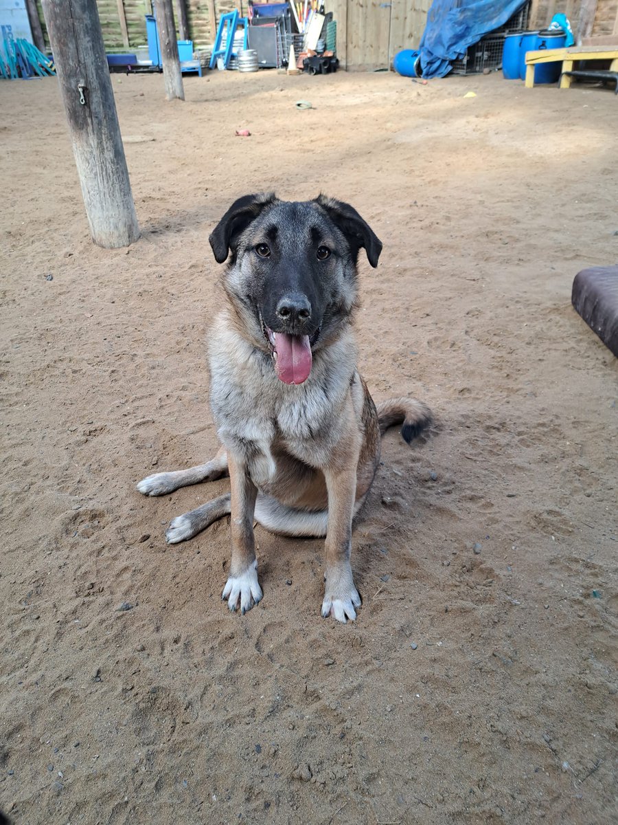 Please retweet to help Rosa find a home #CORNWALL #UK AVAILABLE FOR ADOPTION, REGISTERED BRITISH CHARITY✅ Rosa is 17mths old and she had quit an unsettled life till she joined us in Sept 23, Rosa can live with older kids and is fine with other dogs with correct intros but she